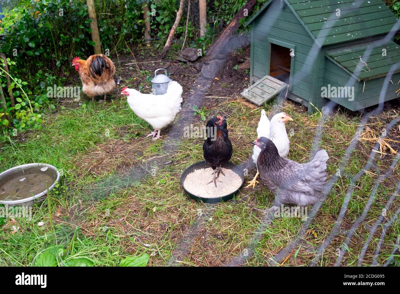 Feeding mixed free range chickens grain viewed behind fence outside in a farm yard in summer June Carmarthenshire Wales UK Europe  KATHY DEWITT Stock Photo