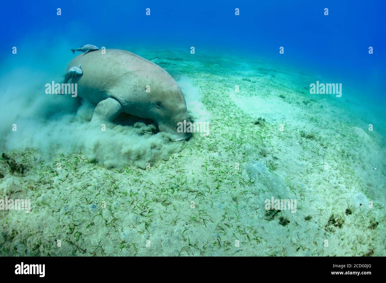 manatee Stock Photo