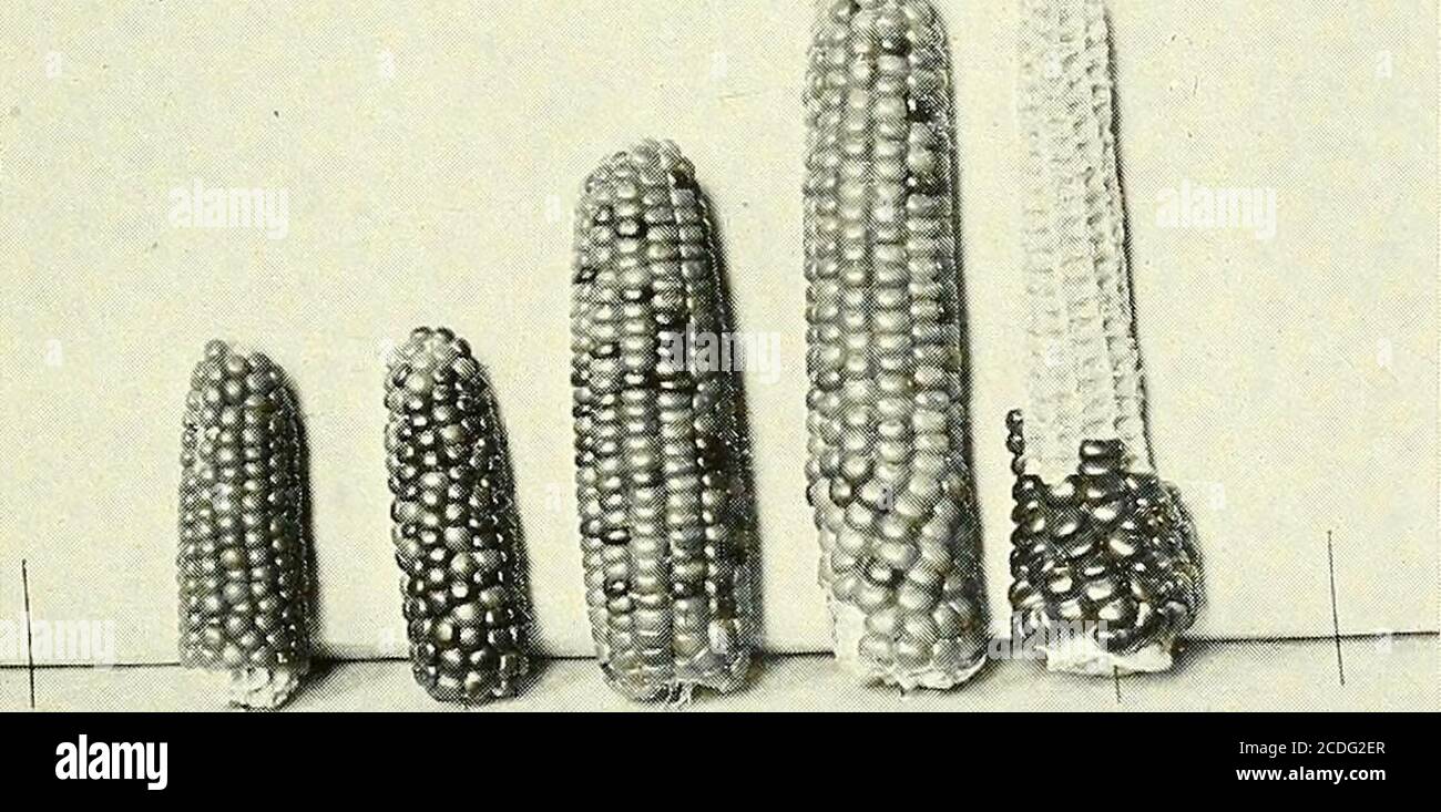 . Inheritance in maize . ^€^ a. Average size of seeds of No. 60 (upper left) and No. 54 (lower left)and the Fi generation of the cross between them. E.xtremes of theF2 generation at right.. &gt;r h. Average ears of No. 60 (left) and No. 58 (right) with average of Figeneration in center. Extremes of F2 generation shown. Size Inheritance. SIZE CHARACTERS. 121 TABLE 29. INHERITANCE OF ROWS IN CROSS (11 X 18). No. Gen. Rows of Parents Row Classes 8 113 218 10 12 14 16 18 20 22 24 No. 11 flintNo. 18 sugar (2 yrs.)No. 11 xl8(11 X 18)-4(11 X 1S)-10 PP Fi F2F2 12 12 121210 10 9 13 38751 24 7862 74 110 Stock Photo