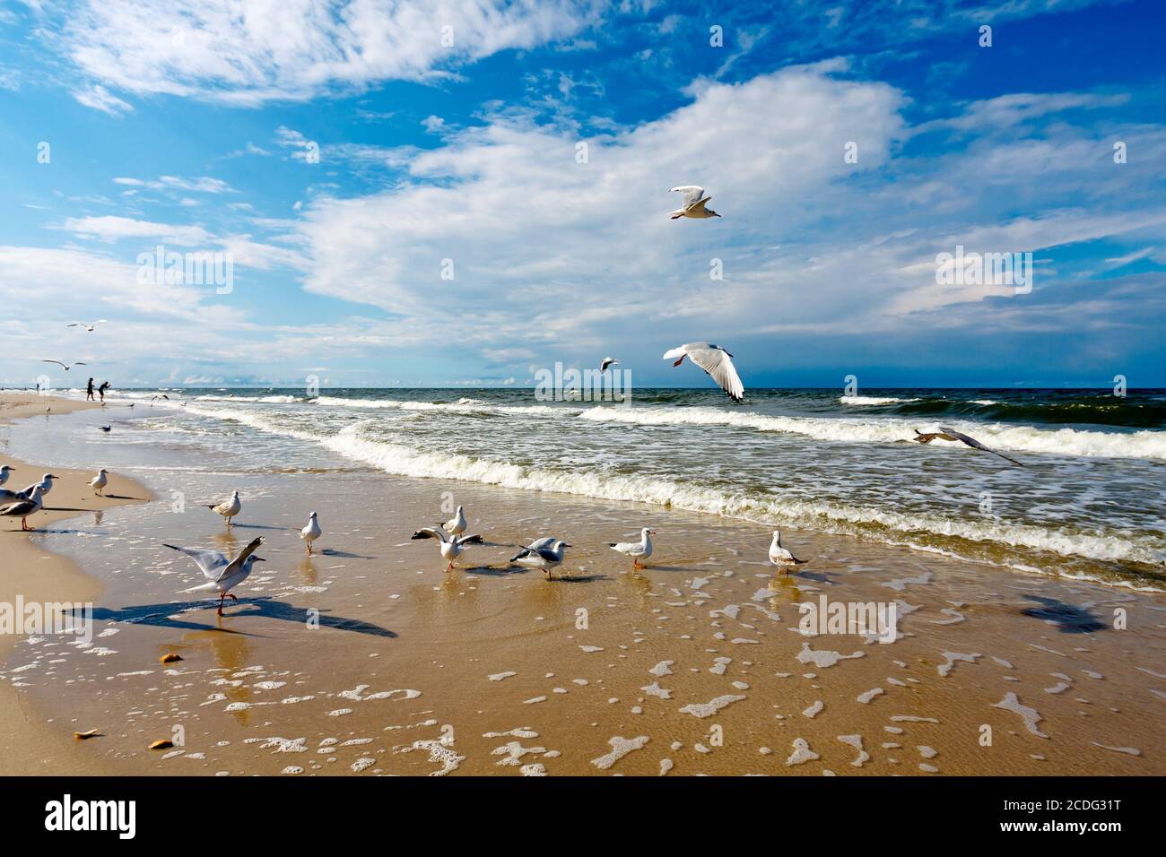 Wildlife vacations hi-res stock photography and images - Alamy