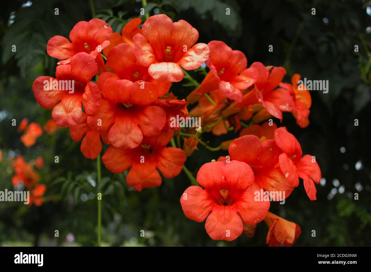 Hanging red flowers in the park Stock Photo - Alamy