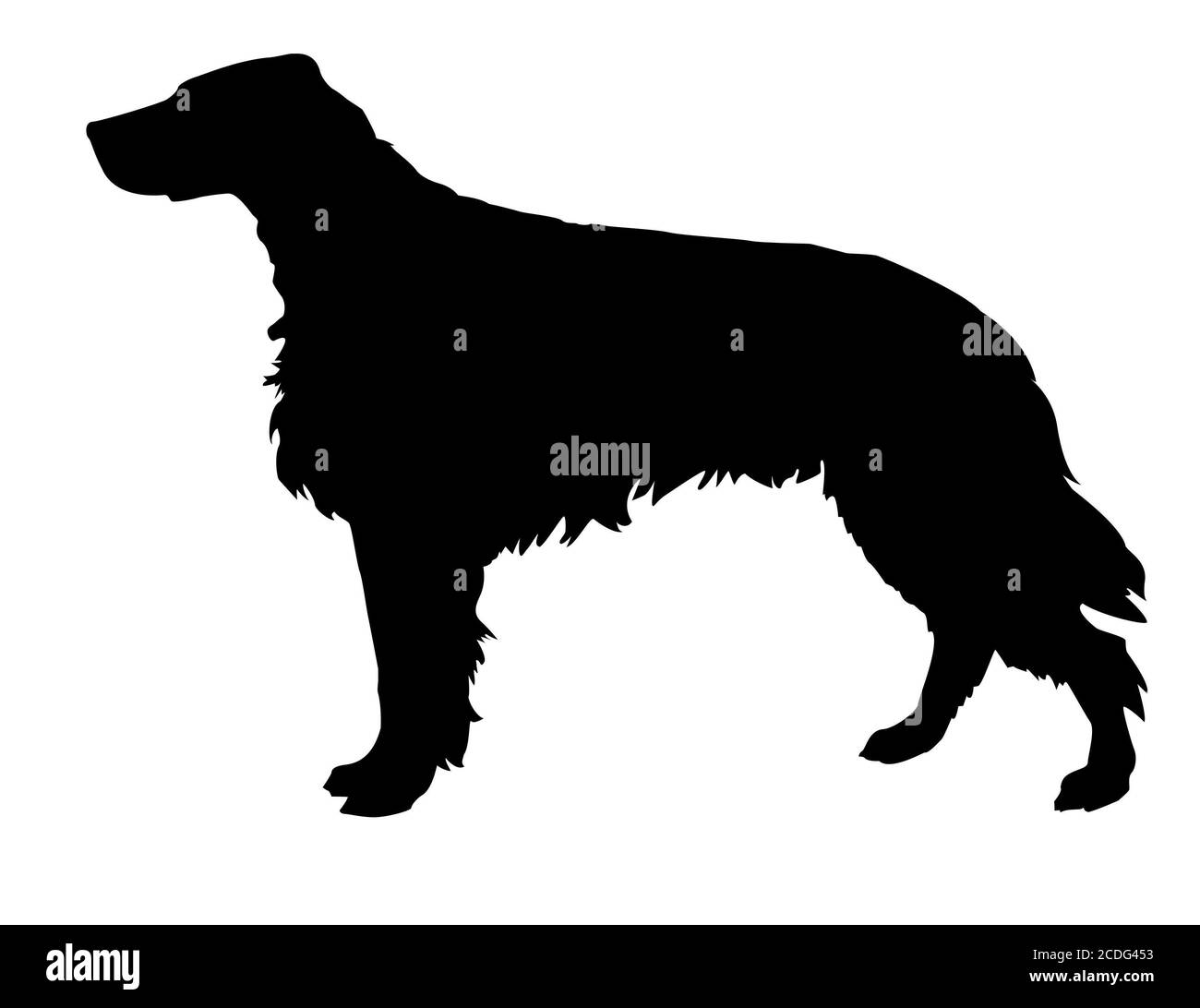 silhouette of the setter isolated on white backgro Stock Photo - Alamy