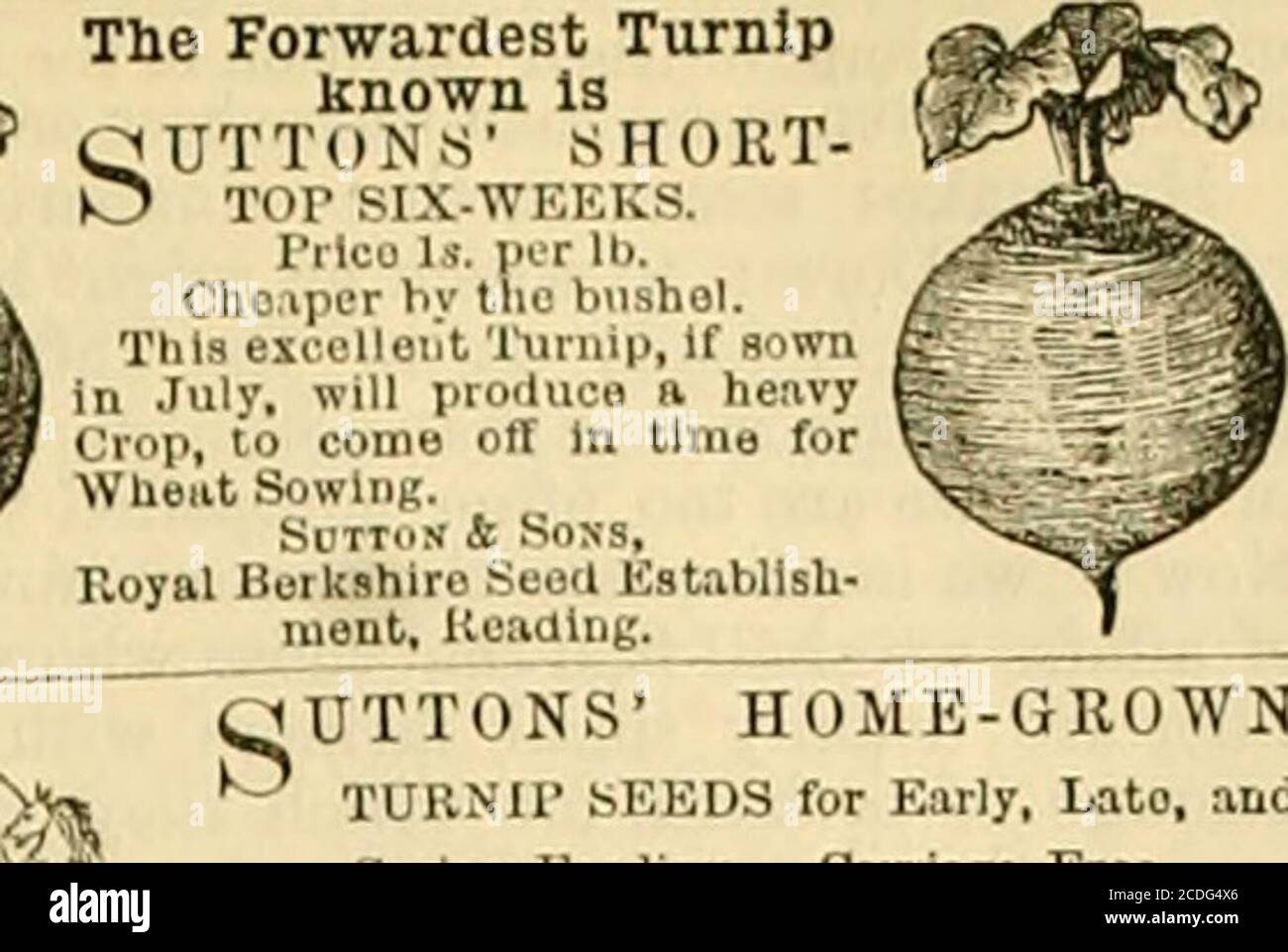 . The Gardeners' chronicle and agricultural gazette . The Forwardest TurnipKnown is iriTii.Ns SHORT-. HOME-GROWNTURNIP SEEDS for Early. Lato, andSpring Feeding. Carriage Free. WHITE TANKARD TURNIP. RED TANKARD TURNIP. GREEN TANKARD TURNIP. LINCOLNSHIRE RED PARAGON do. BUTTONSIMPERIAL GREEN OLOBEdo. SUTTONS SHORT-TOP SIX-WEEKS do. At very moderate Prices. Lowest Piper Bushel (Carriage Free) en applic ScTTos i Sons,Secdsnlon to tho Queen, Reading, I THe Best Turnip for Present Sowing. t Street, London, S.W R. Rtder, Esq., Managing DU-ector, 3 Pt rpi THE PAXTON GARDEN MANURE is the mo.economical Stock Photo