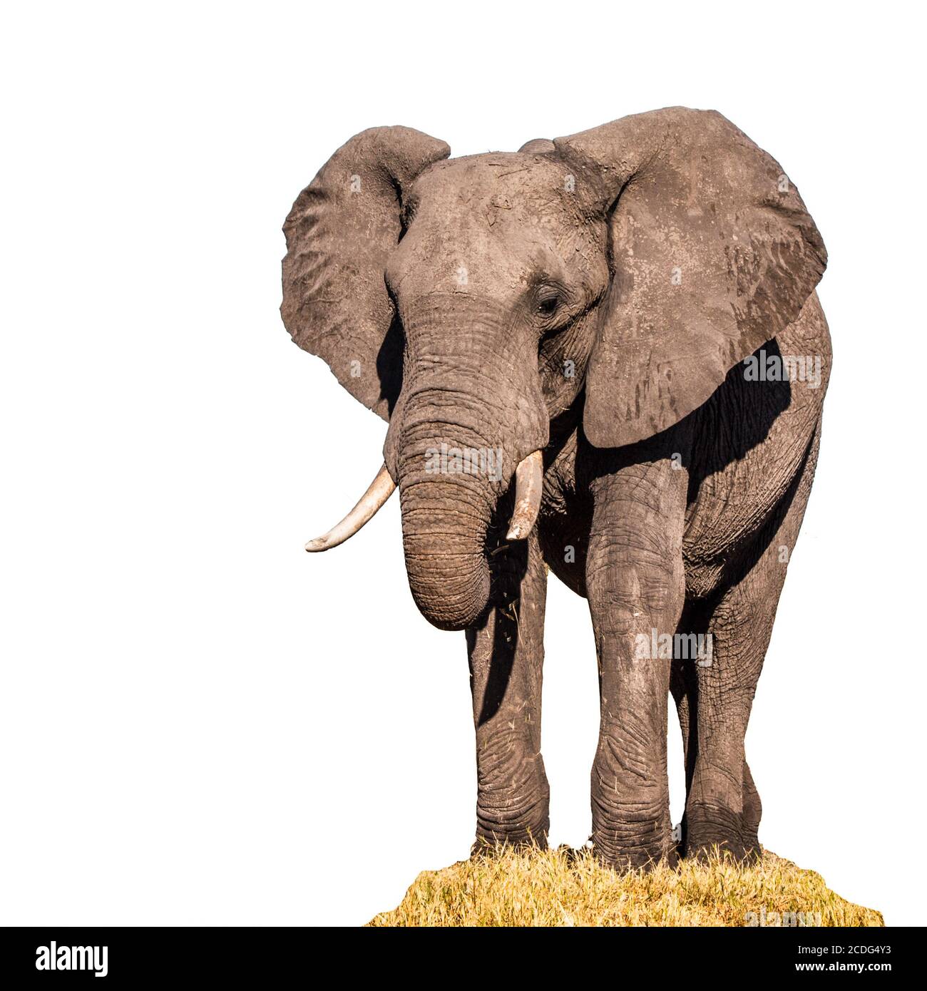 Huge african elephant standing on in the grass and eating. Isolated on white background. Stock Photo