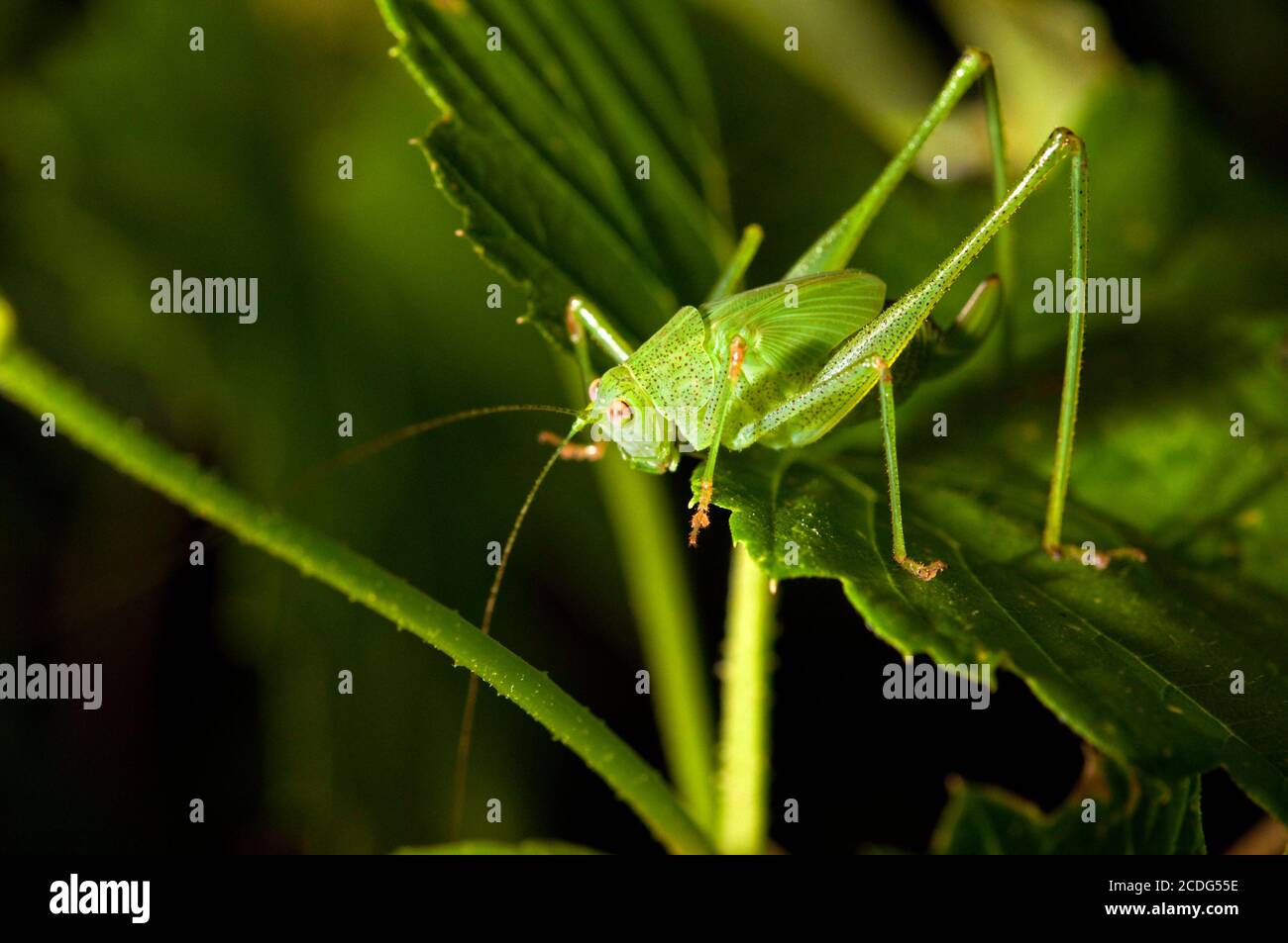 Grasshopper on a leaf Stock Photo