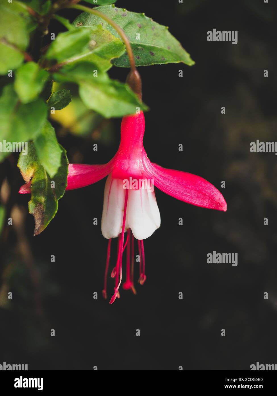 Close up of red and white fuschia flower Stock Photo