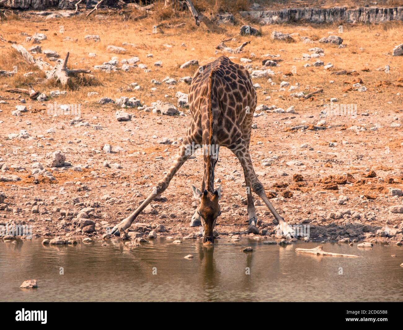 Thirsty giraffe drinking from waterhole in typical pose with wide spread legs, Etosha National Park, Namibia Stock Photo
