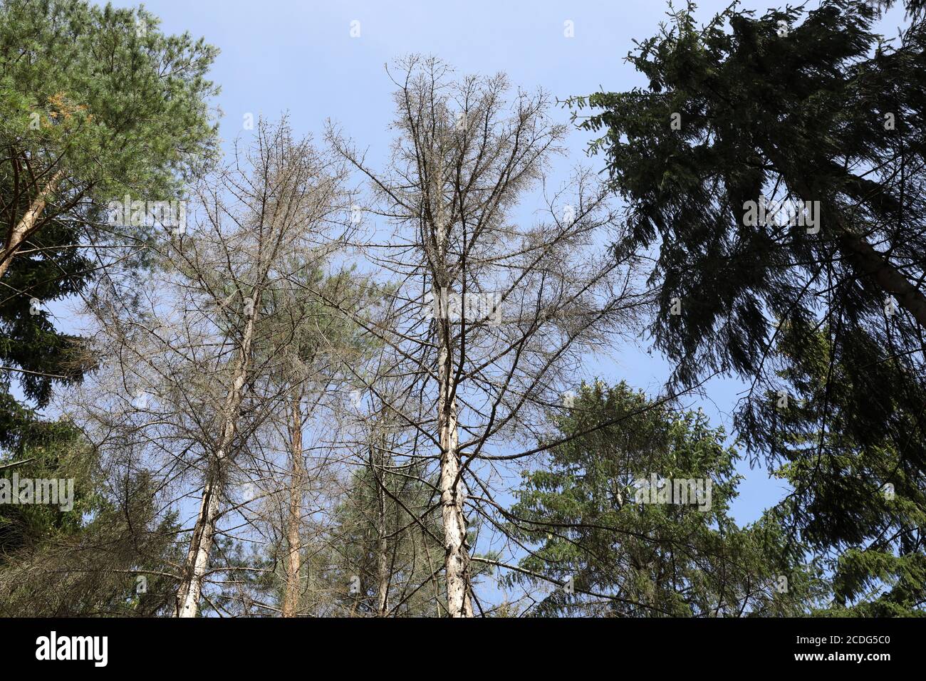 Sitka spruces hi-res stock photography and images - Alamy