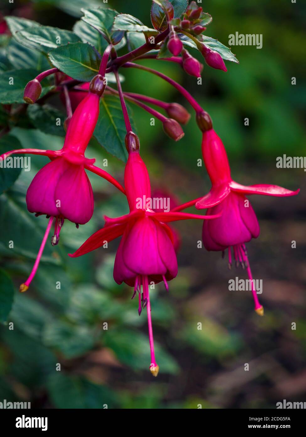 Close up of flowering fuschia in garden Stock Photo