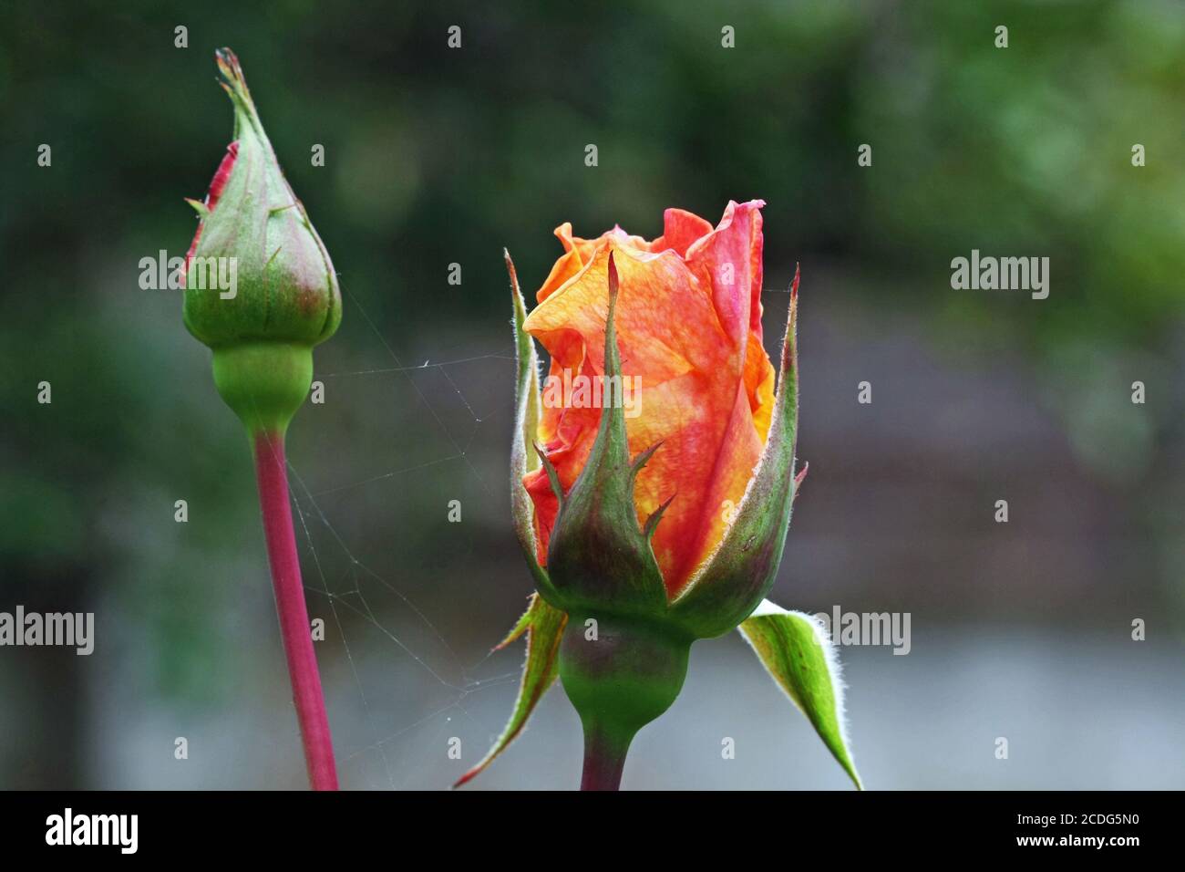 Rosiden rose hi-res stock photography and images - Alamy