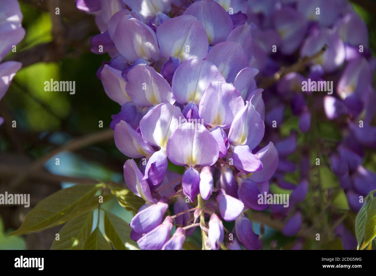 Wisteria on daylight with shadows from the tree. Detail of Wisteria floribunda flowers grapes in bloom, early summer violet purple flowering tree. Stock Photo