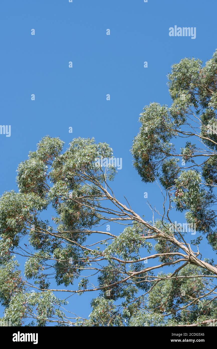 UK Eucalyptus tree leaves and branches with blue summer sky. Possibly Eucalyptus gunnii / Cider Gum, but may be E. niphophila or E. urnigera. Stock Photo