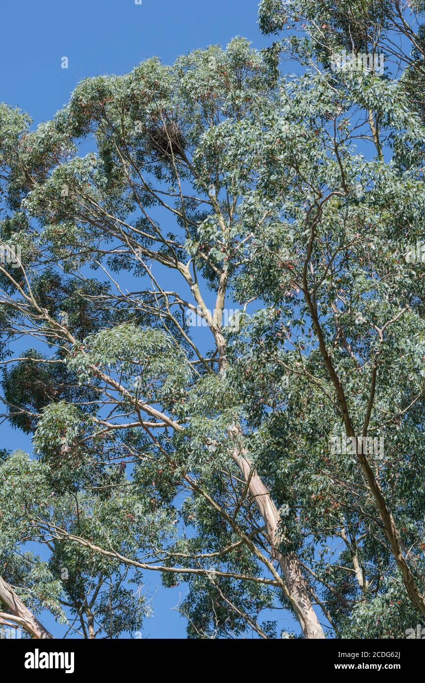 UK Eucalyptus tree leaves and branches with blue summer sky. Possibly Eucalyptus gunnii / Cider Gum, but may be E. niphophila or E. urnigera. Stock Photo
