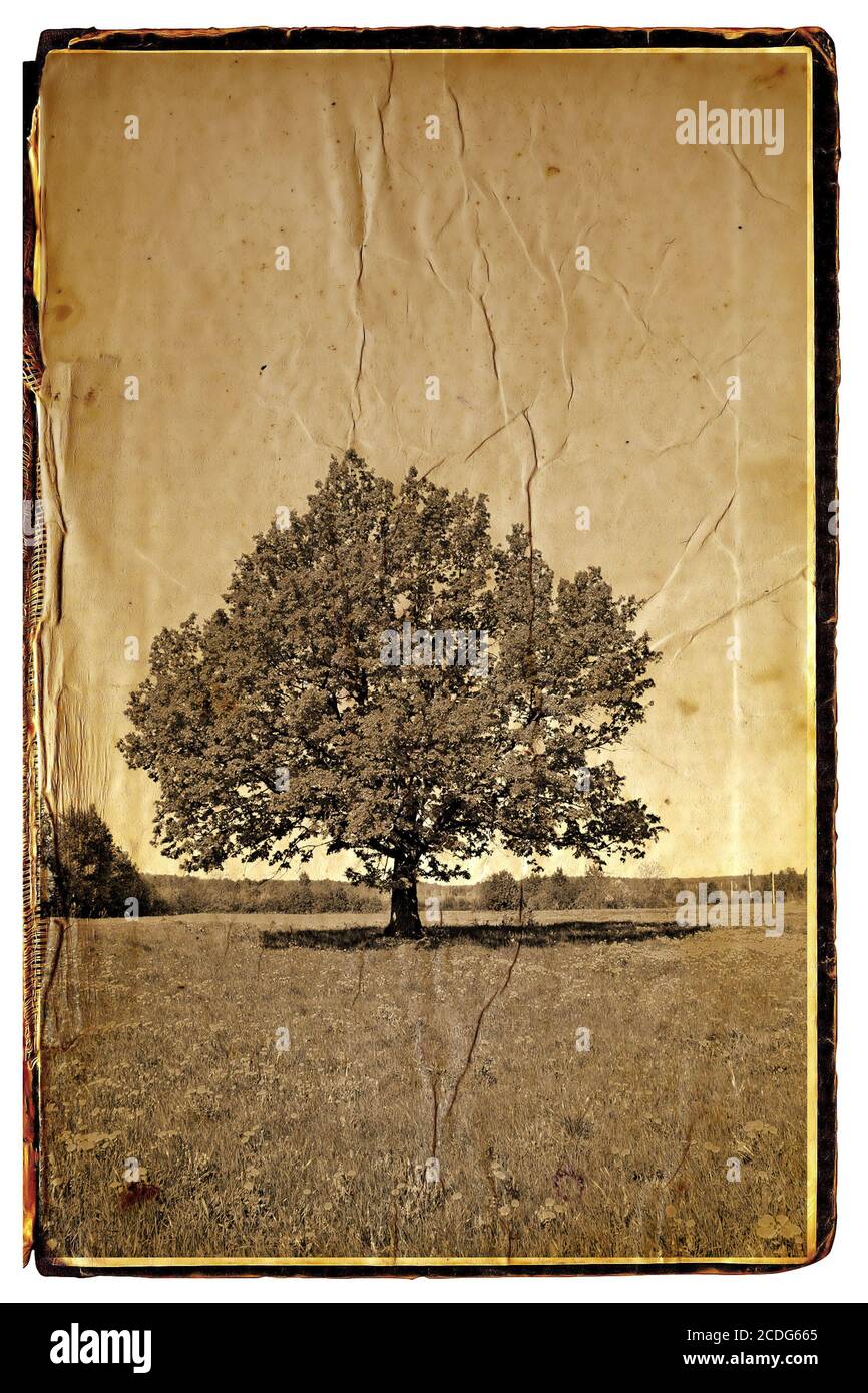 Photograph of oak tree Cut Out Stock Images & Pictures Alamy