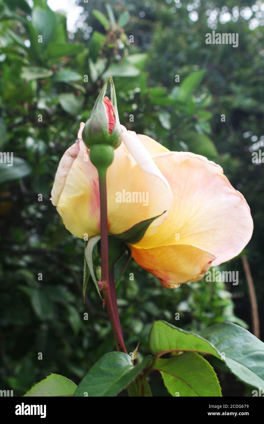 Rosiden rose hi-res stock photography and images - Alamy