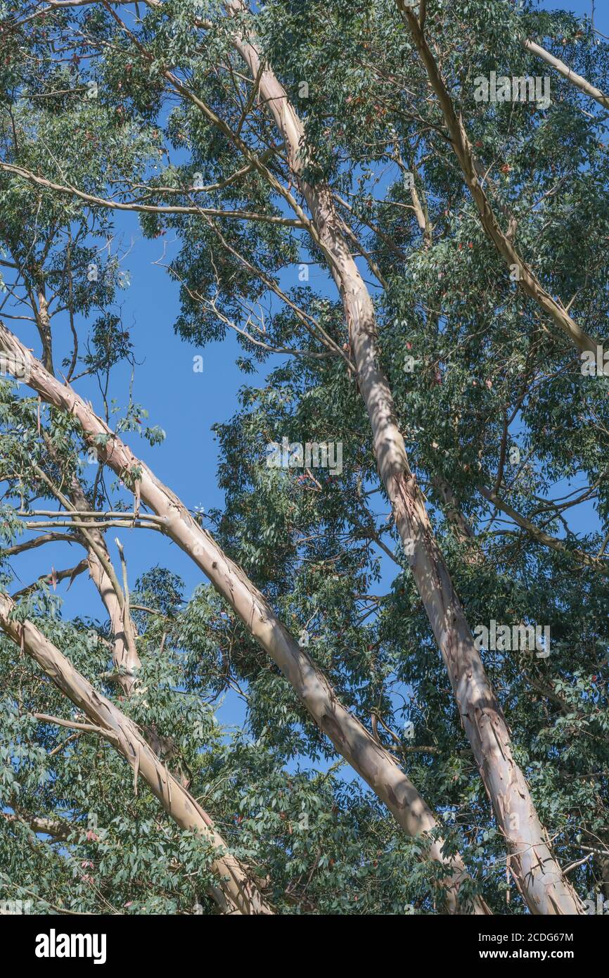 UK Eucalyptus tree leaves and branches with blue summer sky. Possibly Eucalyptus gunnii / Cider Gum, but may be E. niphophila or E. urnigera Stock Photo