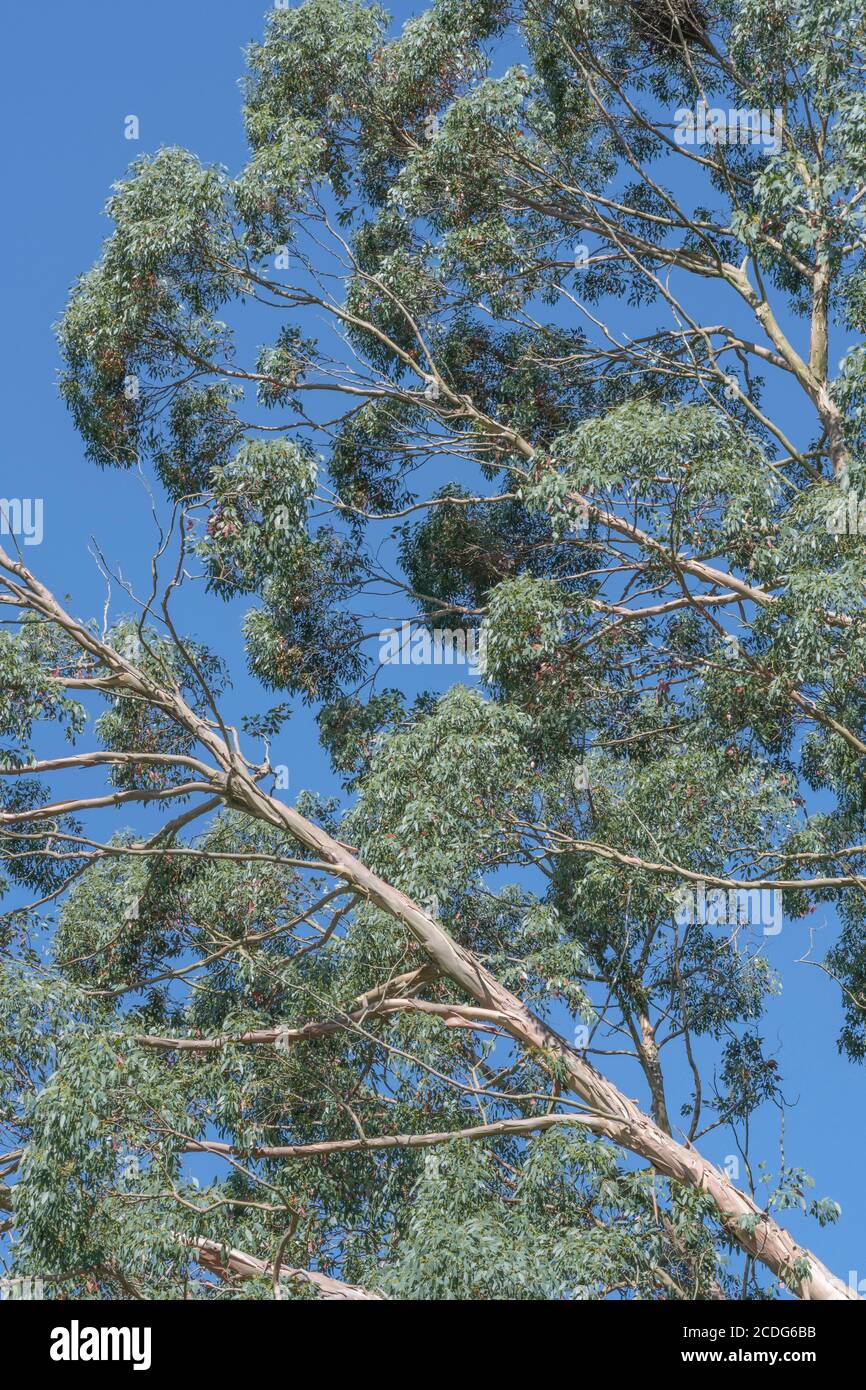 UK Eucalyptus tree leaves and branches with blue summer sky. Possibly Eucalyptus gunnii / Cider Gum, but may be E. niphophila or E. urnigera Stock Photo