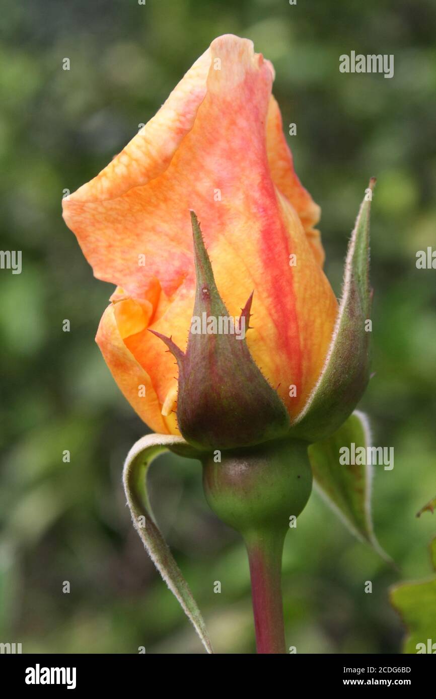 Rosiden rose hi-res stock photography and images - Alamy