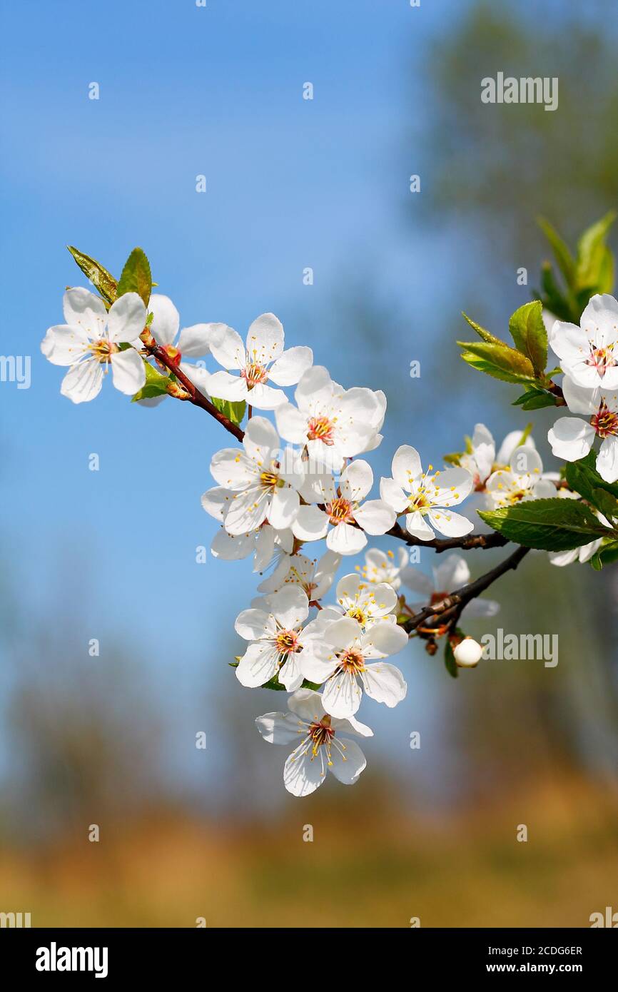 Cherry blossom boughs hi-res stock photography and images - Alamy