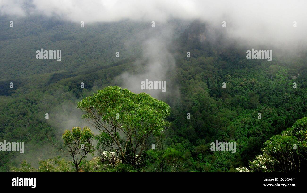 Australian Rainforest Stock Photo