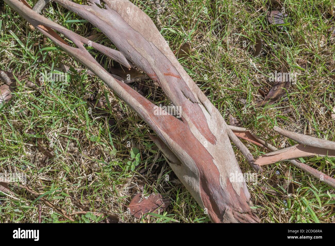 Close shot of the peeled bark of Eucalyptus tree on grass. Possibly Eucalyptus gunnii / Cider Gum, but may be E. niphophila or E. urnigera. Medicinal. Stock Photo