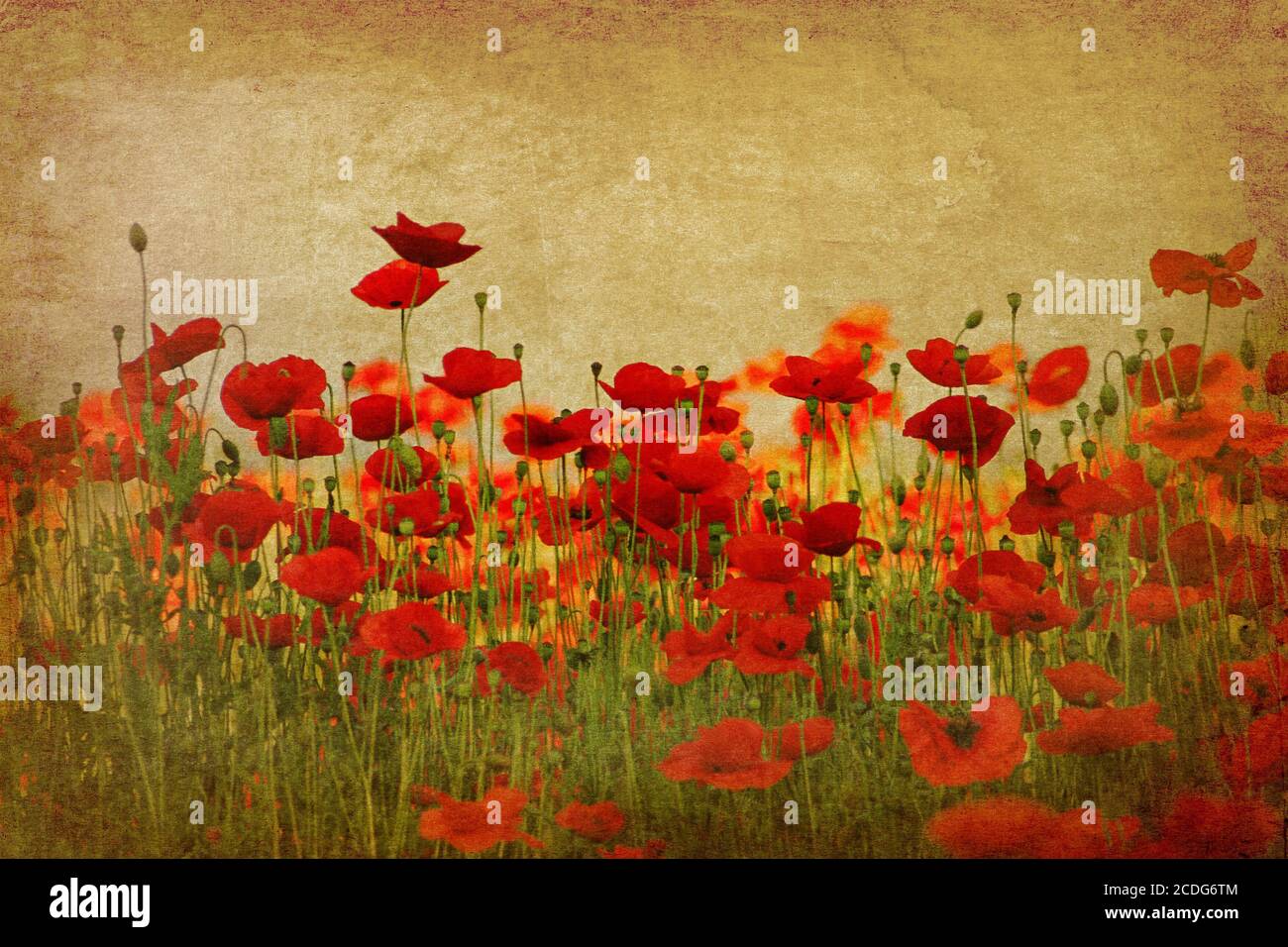 vintage poppies on ambient background Stock Photo