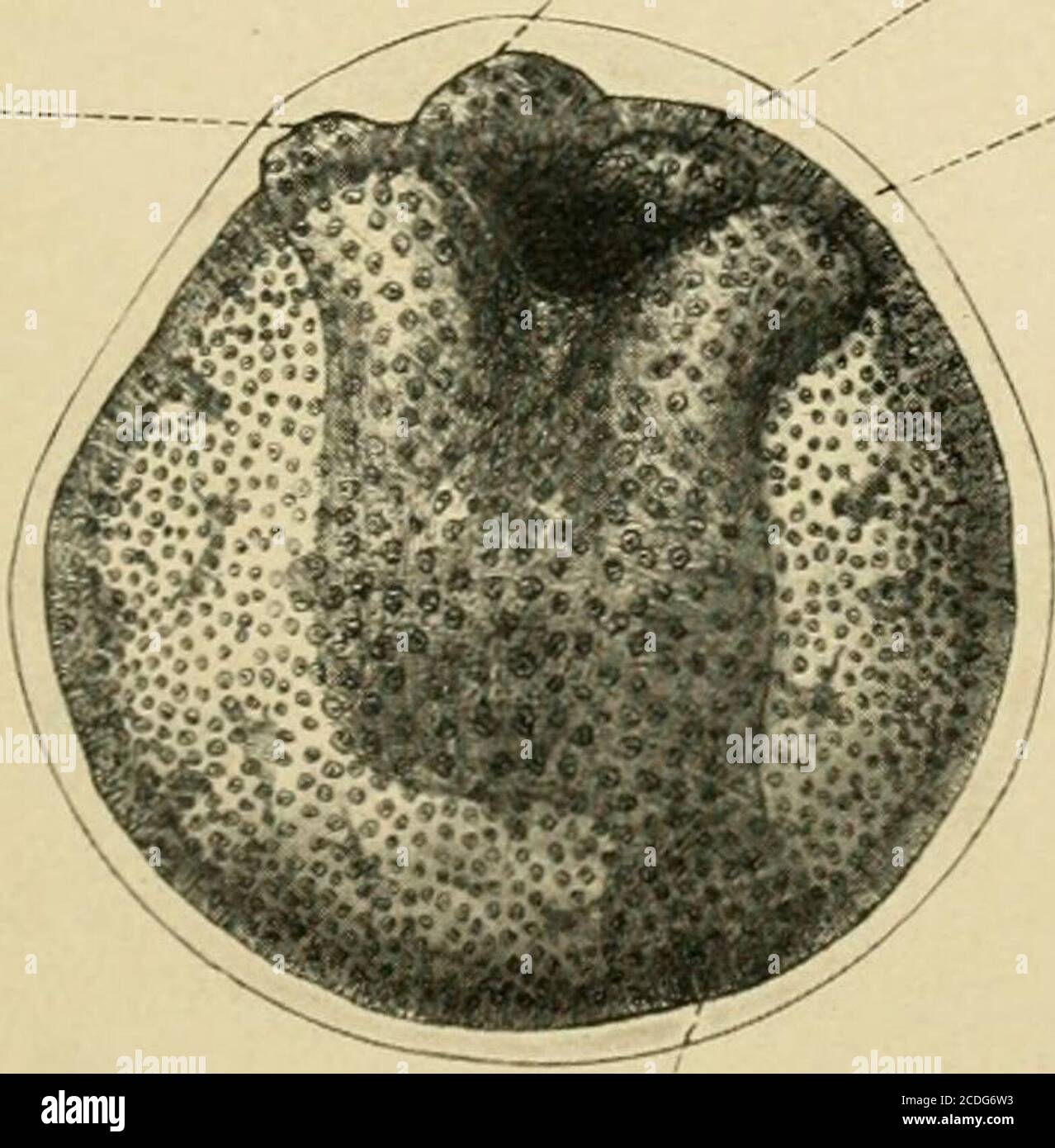 Journal of morphology . r.Ddl -/ . I.Vtll LDdl LVdl UVdl. MVrl Fig. 5. pvp  N^cs: Co Oi Fig. 6. IE Jul u.NAL OF Mor.rHOLOGY.—Vol. XX, No, 2. PLATE II.  Figs.