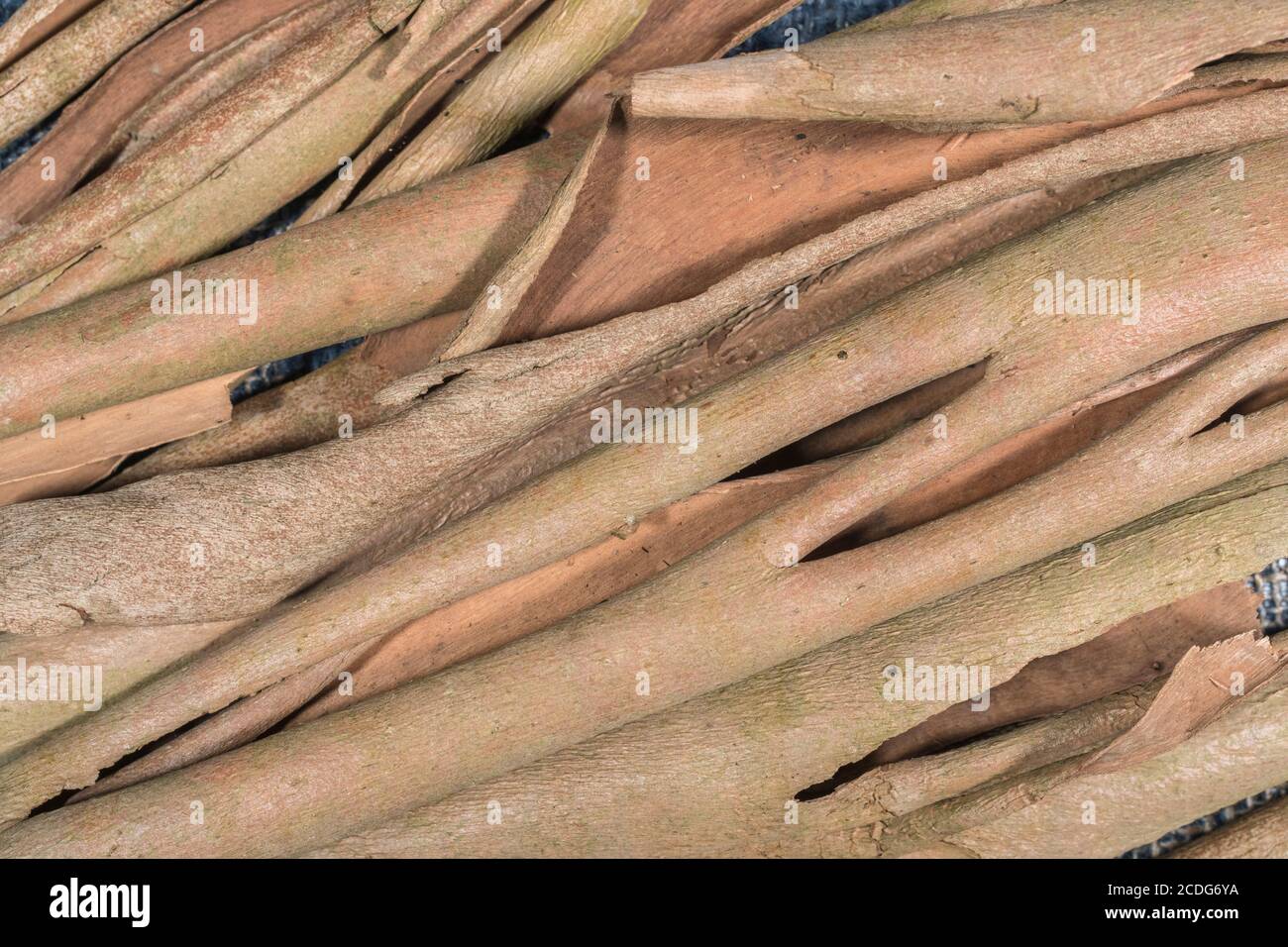 Close up shot of the peeled bark of Eucalyptus tree. Possibly Eucalyptus gunnii / Cider Gum, but may be E. niphophila or E. urnigera. Medicinal plant. Stock Photo