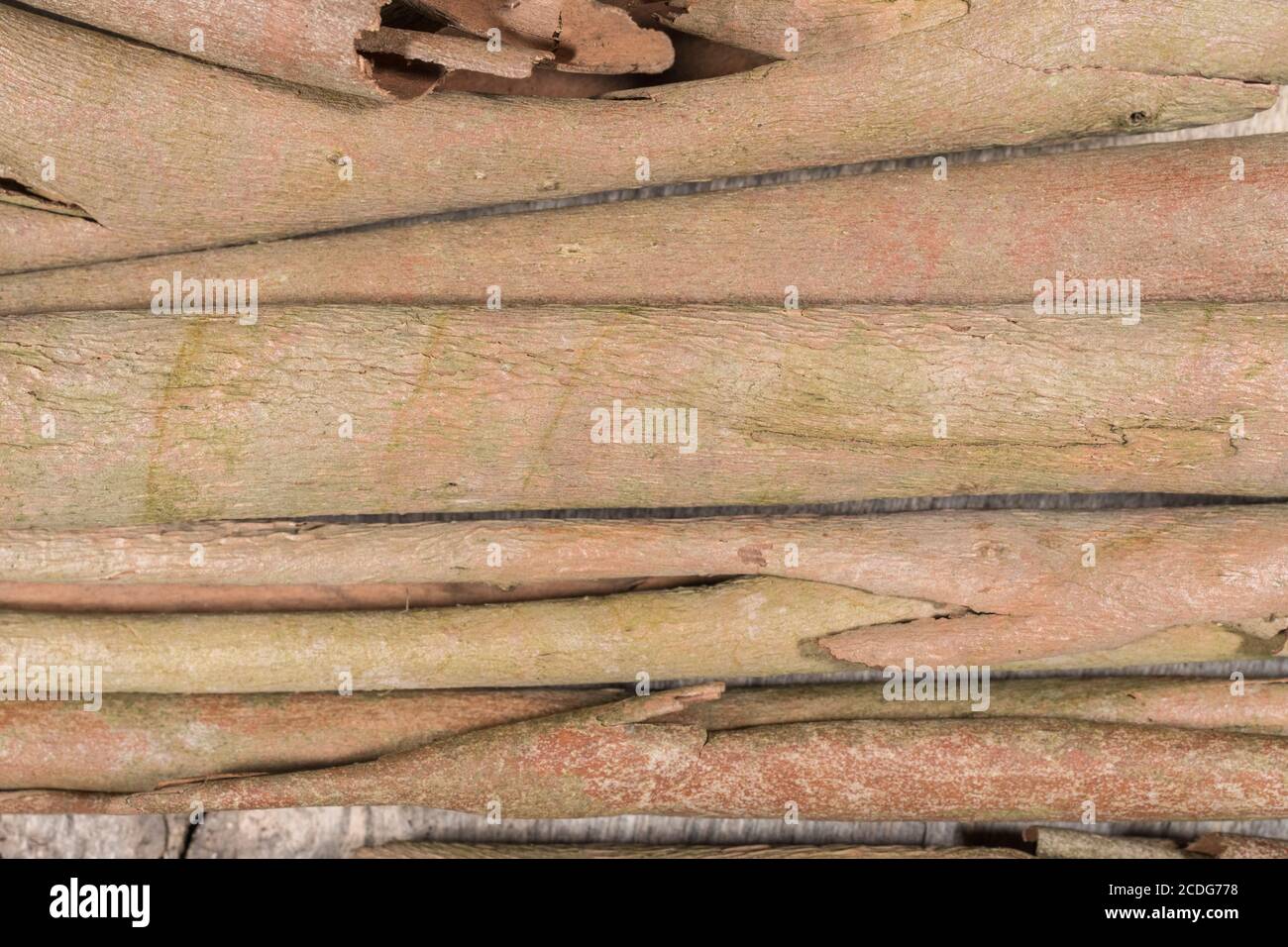 Close up shot of the peeled bark of Eucalyptus tree. Possibly Eucalyptus gunnii / Cider Gum, but may be E. niphophila or E. urnigera. Medicinal plant. Stock Photo