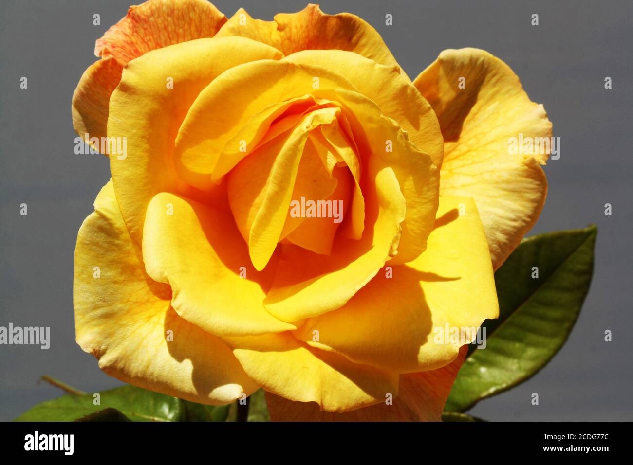 Rosiden rose hi-res stock photography and images - Alamy