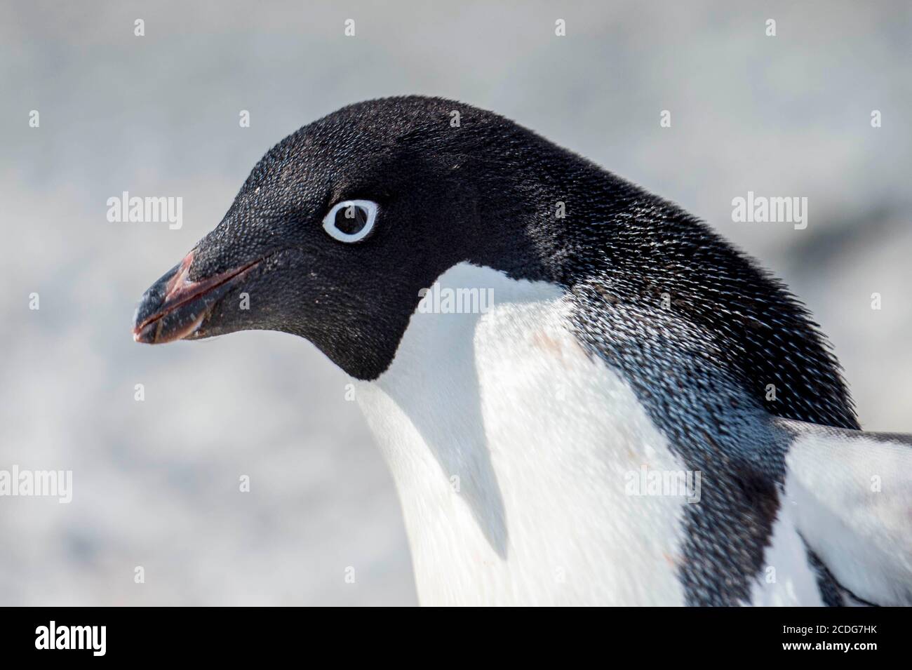 Adelie penguins,  Pygoscelis adeliae, at Brown Bluff on the Antarctic Peninsular Stock Photo