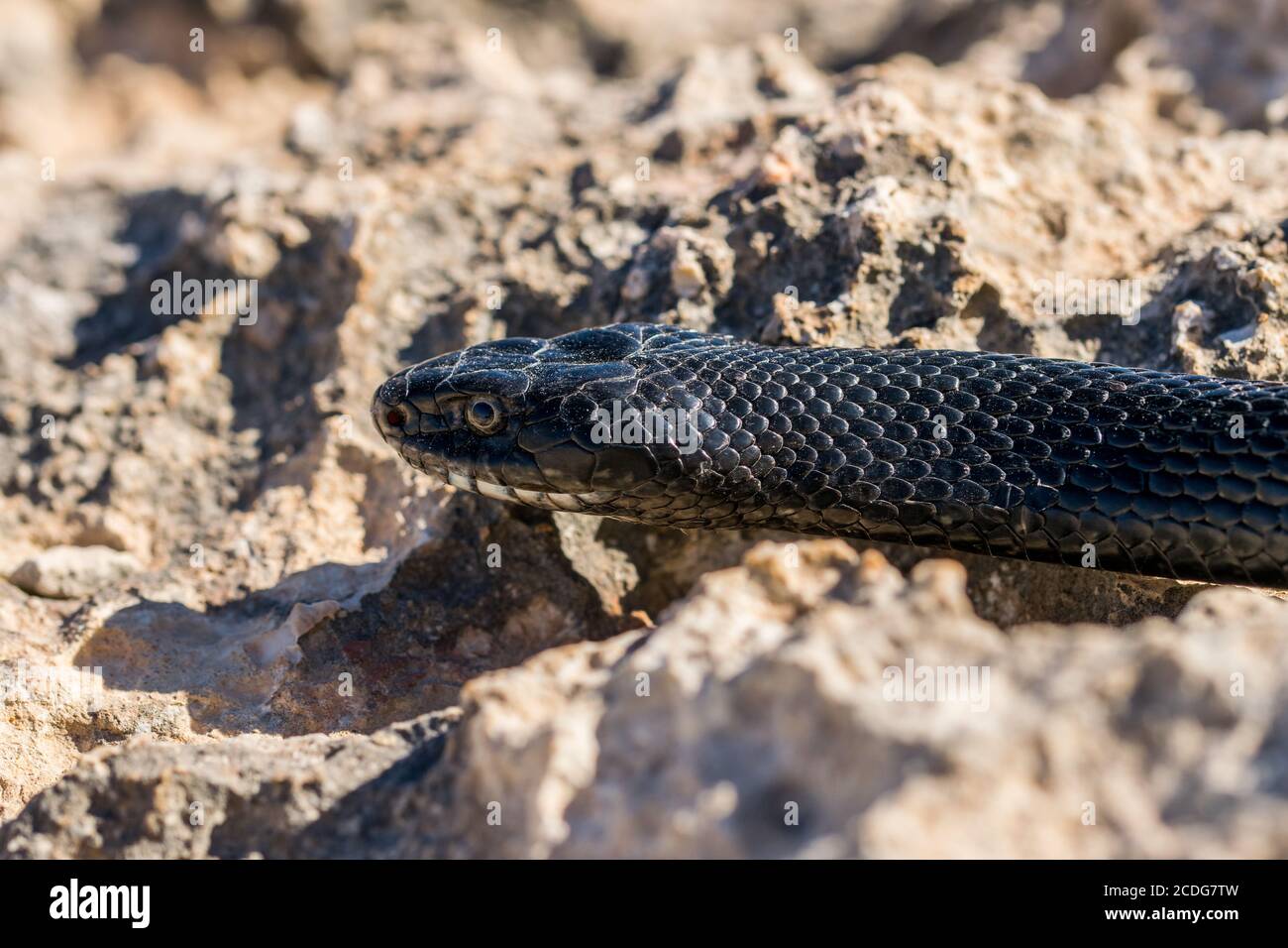Maltese snakes hires stock photography and images Alamy