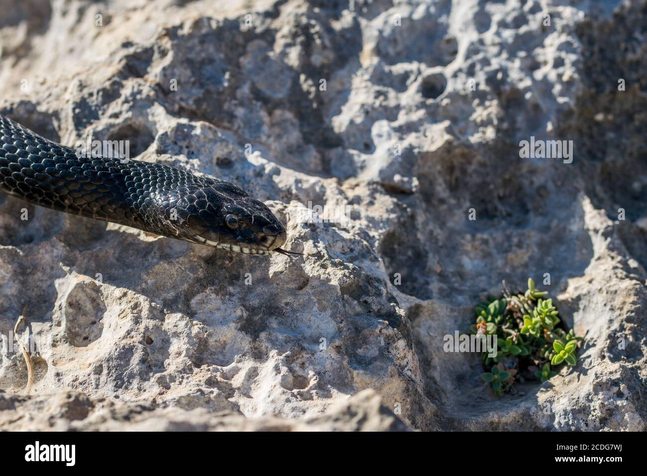 Close up shot of the head of an adult Black Western Whip Snake