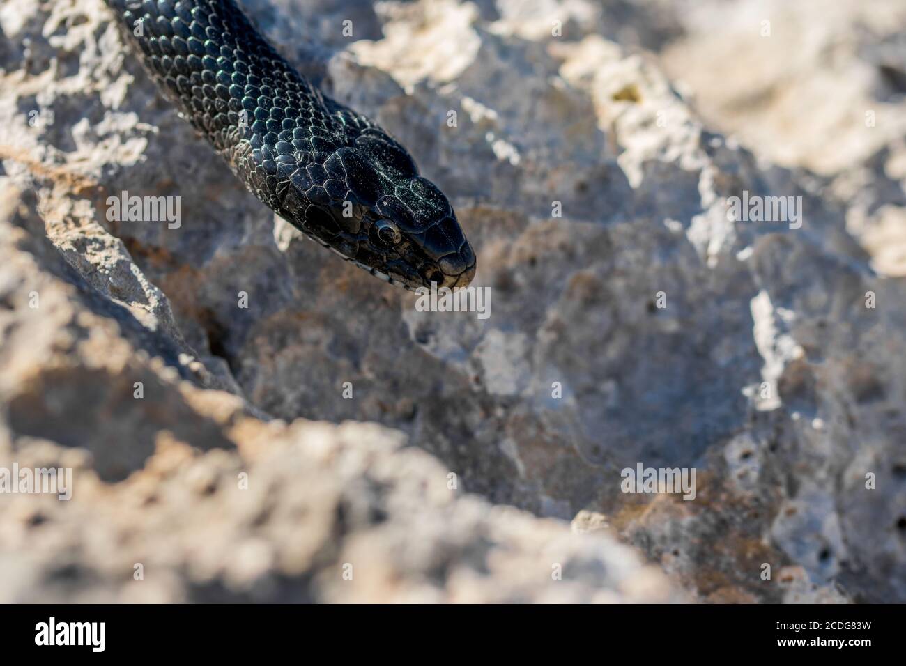 Close up shot of the face of an adult Black Western Whip Snake