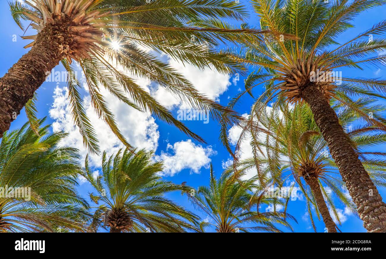 Low angle shot of palm trees on a sky background Stock Photo - Alamy