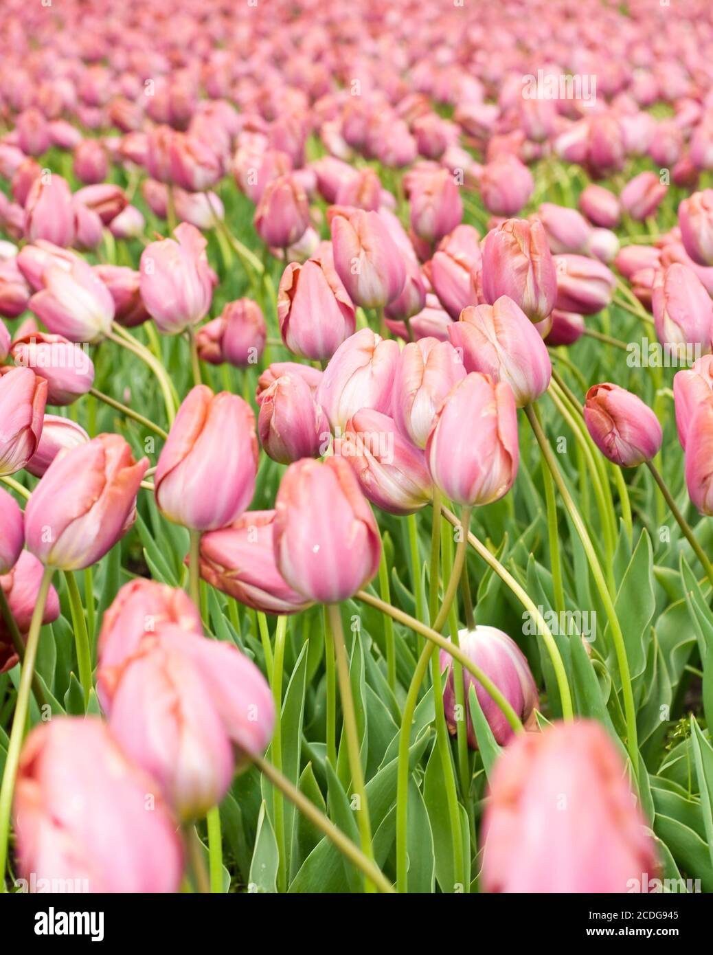 Dutch pink tulips in Keukenhof Stock Photo - Alamy