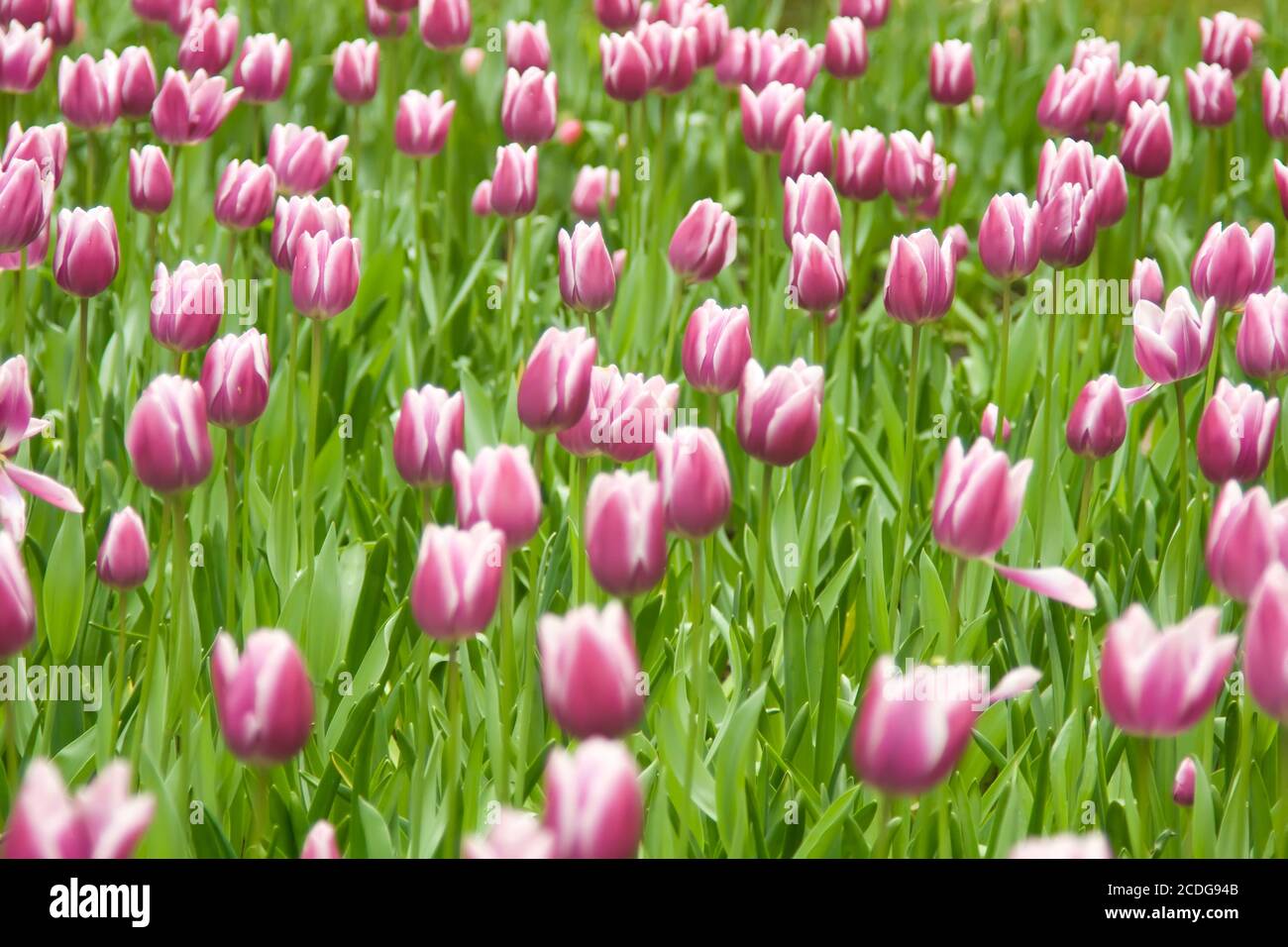 Dutch tulips in Keukenhof park Stock Photo - Alamy