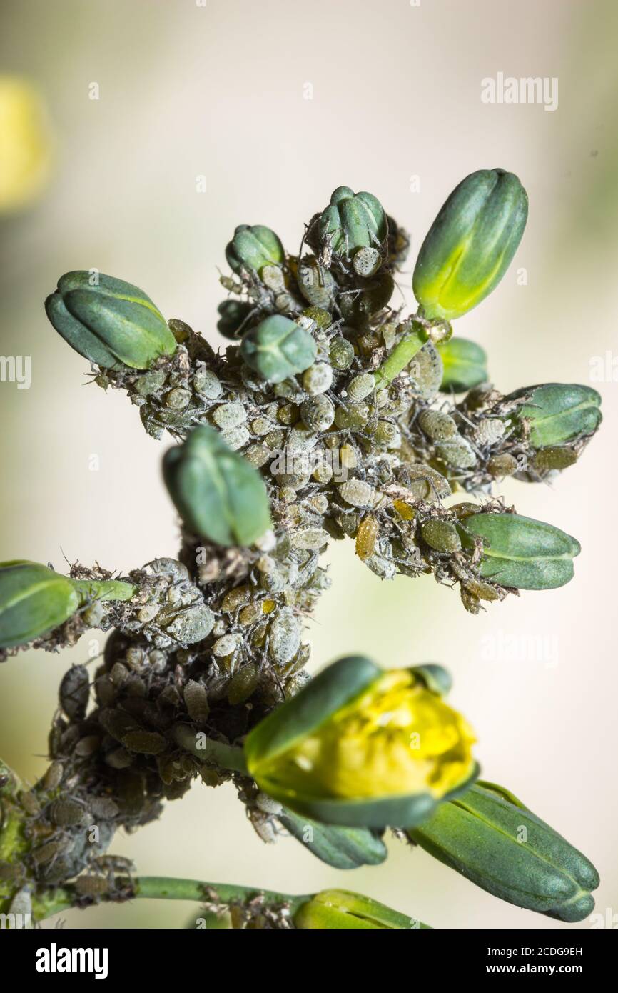 Grey aphids feeding on a broccoli plant, Cape Town, South Africa Stock Photo Alamy