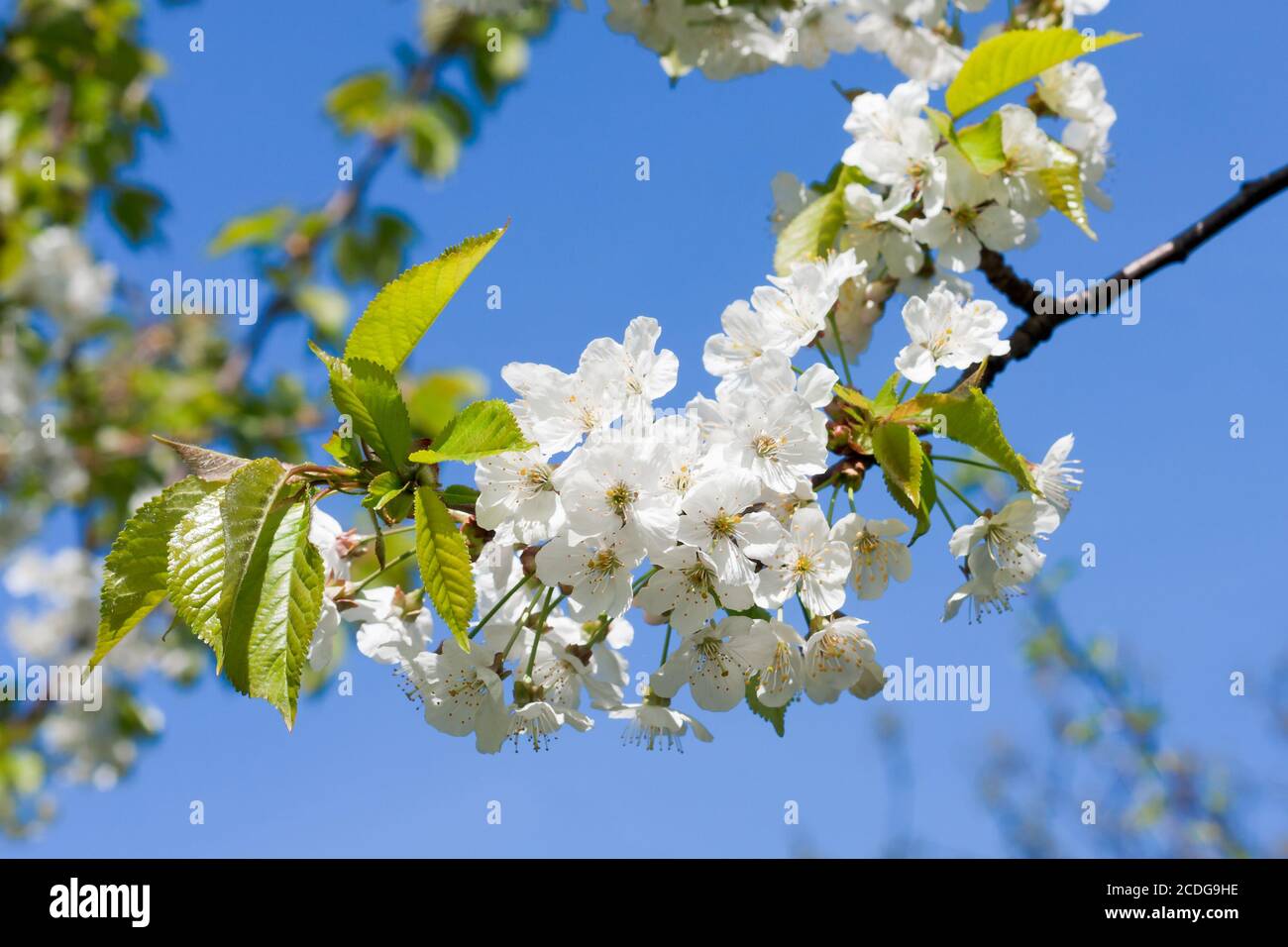 Blossoming branch background Stock Photo