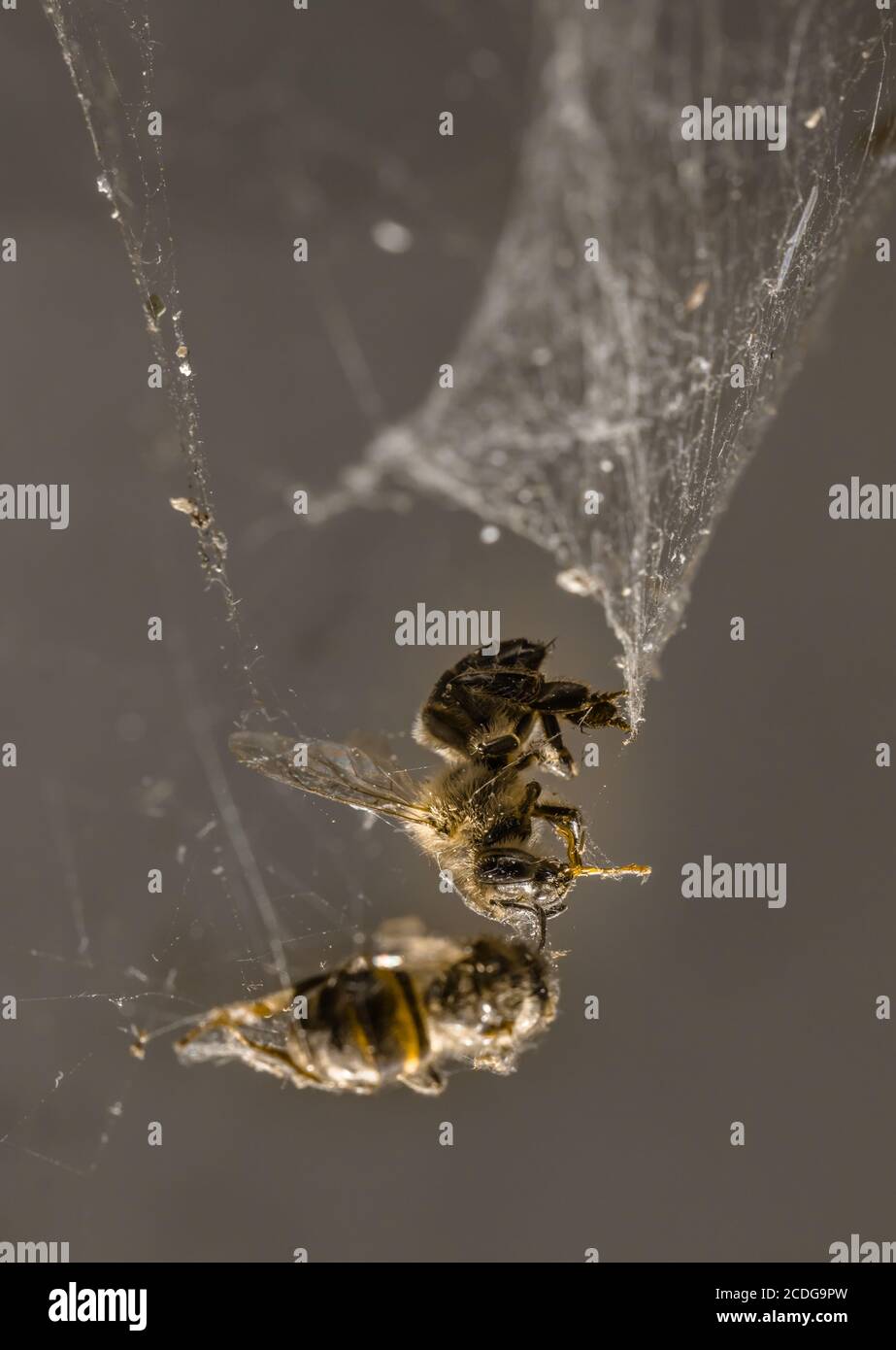 Two honey bees stuck in a spiders web, South Africa Stock Photo Alamy