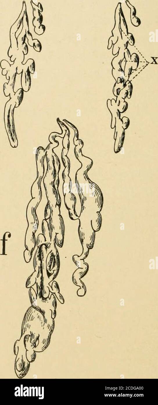 Journal of morphology . Fig. 5.—Developmeutal stages of the 