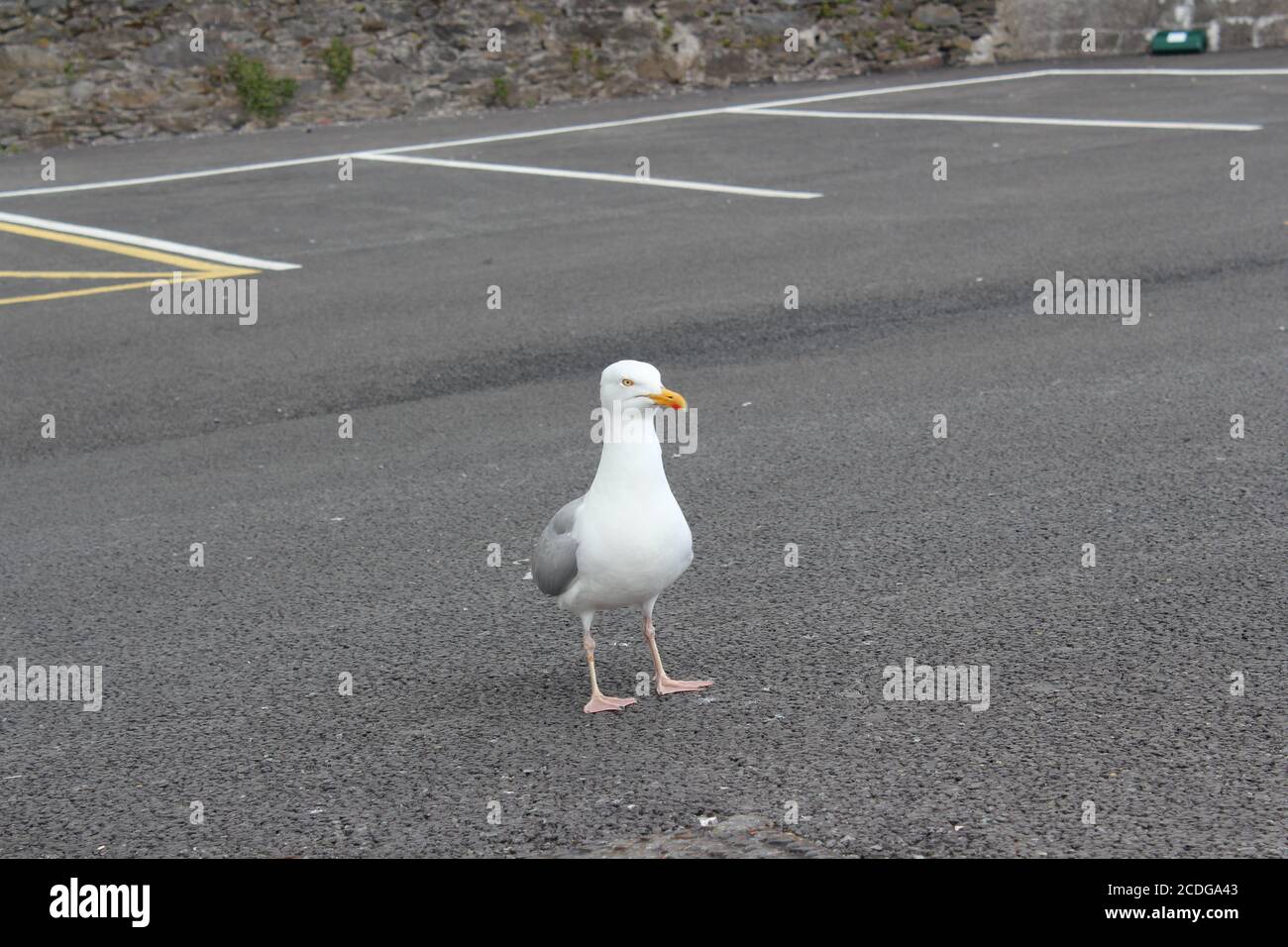 sea gull waiting for tourists on a parking place in denmark at baltic sea Stock Photo