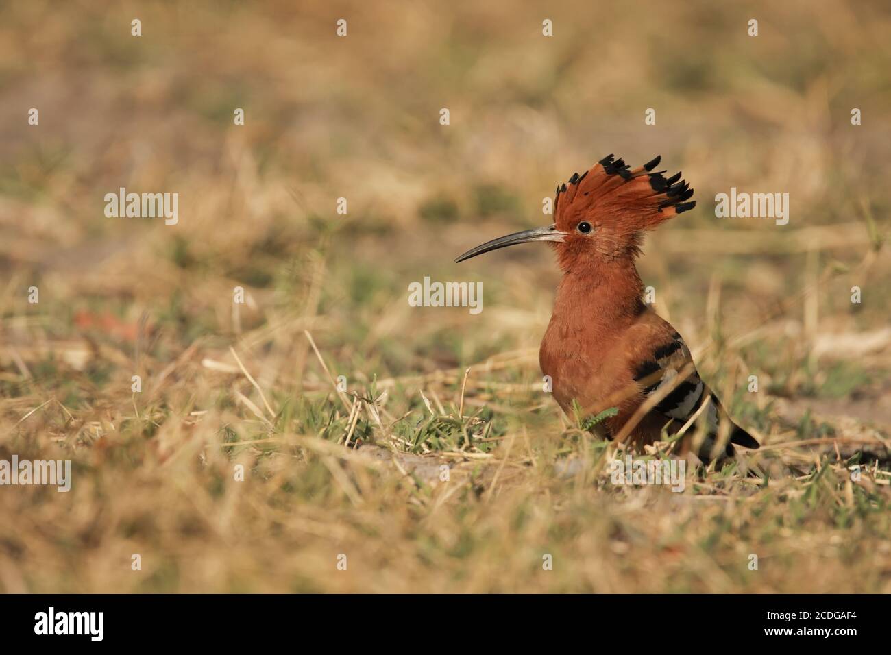 African hoopoe, Upupa africana, Africa Stock Photo