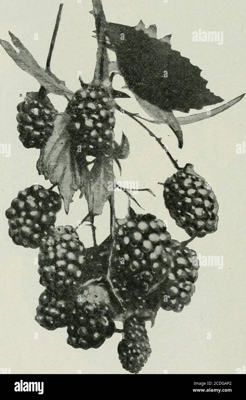 . Ontario Sessional Papers, 1905, No.15-19 . Eldora&lt;lii. Berry : Medium to large, I x -f of an inch in leni;th and l)readth ; ohlonir, conical, irregu-lar ; drunes large ; seeds and core small ; flavtjr, sprightly, pheasant. (Quality : Table, ery good. alue : Market, good. Season : August let to 20th, 1904. 22 THE REPORT OF THE No. 17 WACHUKETTS. This blackberry was first introduced as Wachusetts Thornless, on account of its com-parative freedom from spines. This, however, is the chief point in its favor, as the plantis not productive enough to be of value to the Ontario fruit grower. Ori Stock Photo