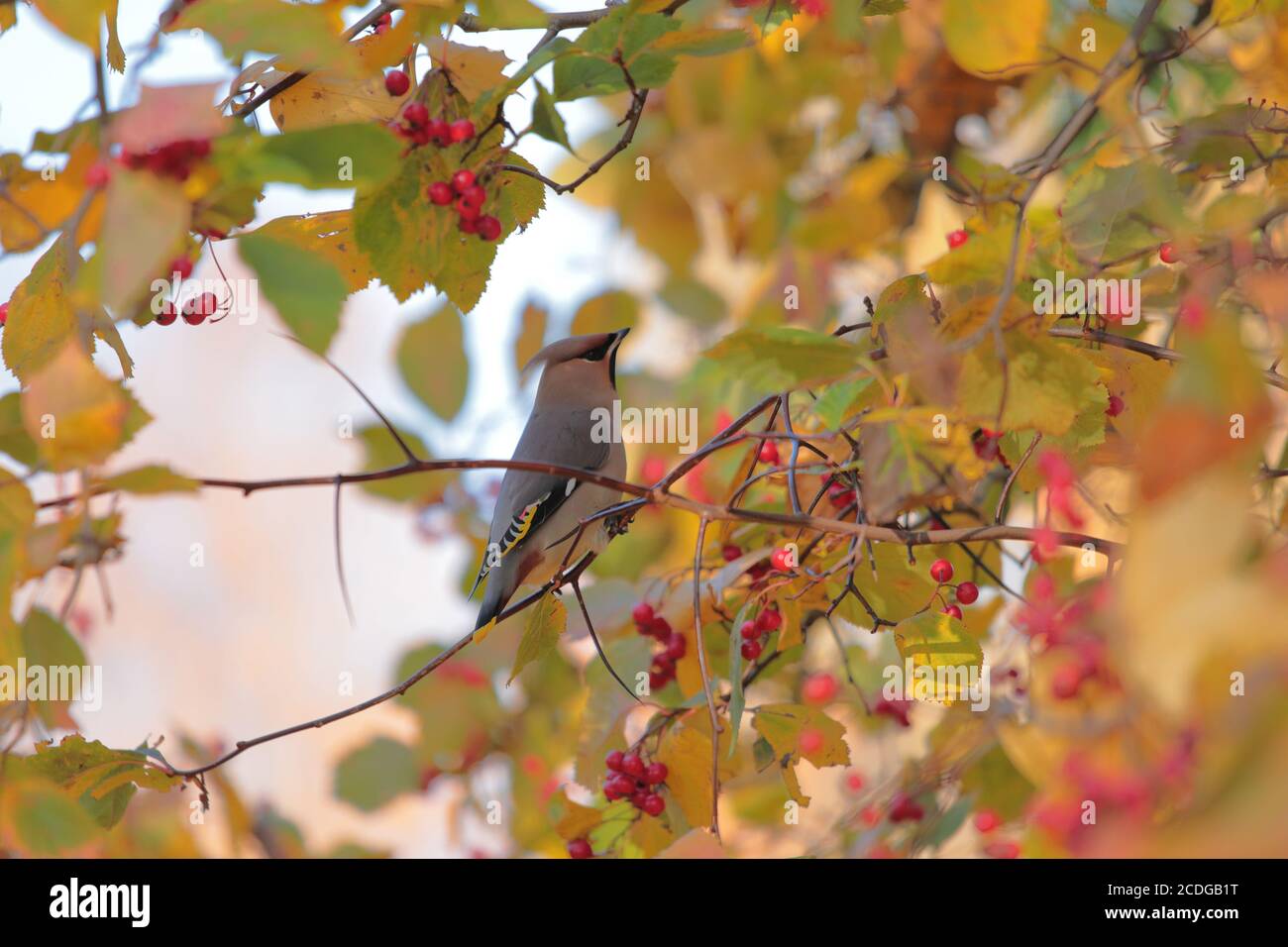 Waxwing bird on a viburnum with a berry Stock Photo