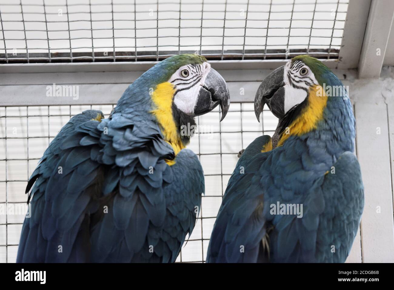 Blue-and-yellow macaws in a cage looking one to another Stock Photo