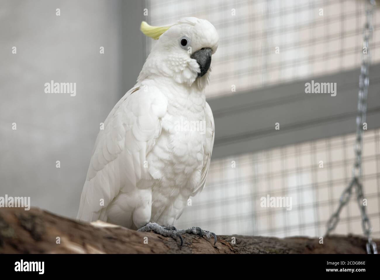 Yellow-crested cockatoo parrot in a cage Stock Photo