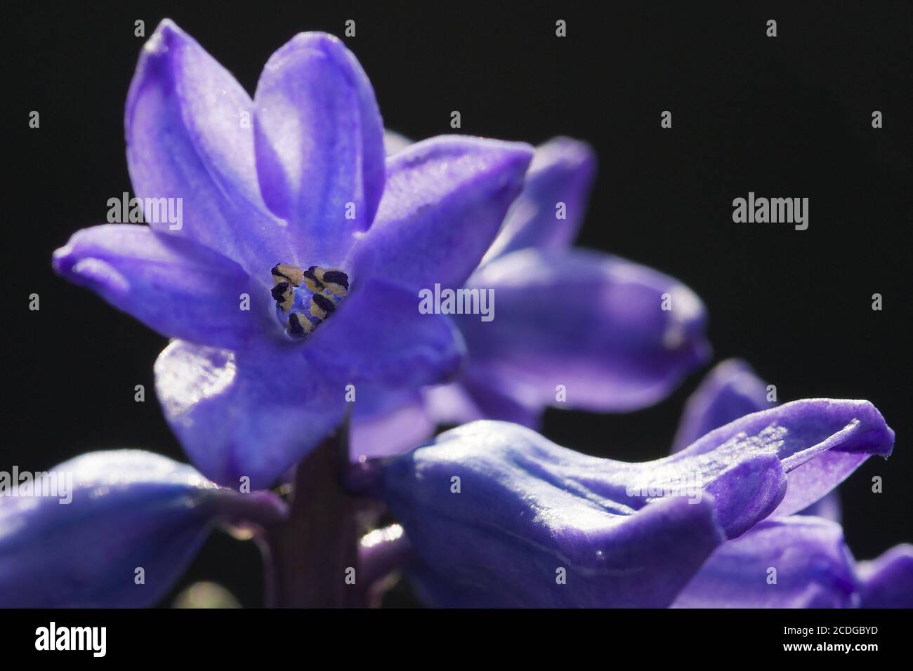 Garden Hyacinth (Hyacinthus orientalis) Stock Photo