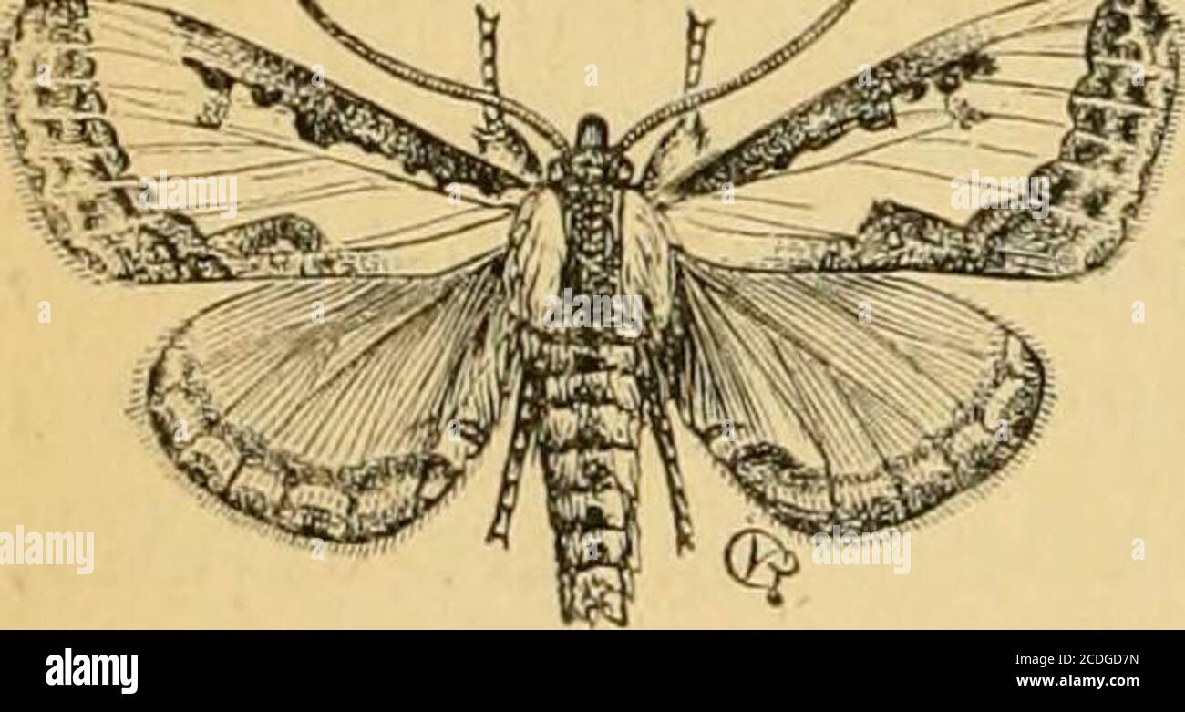 . First[-ninth] annual report on the noxious, beneficial and other insects, of the state of Missouri, made to the State board of agriculture, pursuant to an appropriation for this purpose from the Legislature of the state . rpha einmenis, which I once thought there was reason tobelieve was itnio I have not seen living specimens, but upon comparing with grata two alcoholic specimens kindly loaned for the purposeby Mr. J. A. Lintner, of Albany, N.Y., who found them feeding on Epi-lohium coloratum^ I can discover nothing which will enable us withcertainty to distinguish the two species, unless it Stock Photo