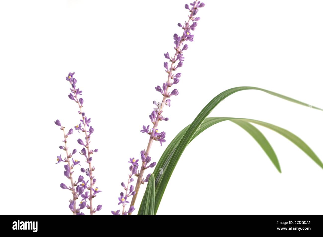 In summer, in the garden in August, Korea, Liriope platyphylla has a long stick-like flower bed with many small, pretty purple flowers. Stock Photo